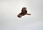 Zwarte wouw (oostelijk) (black-eared kite) Milvus migrans lineatus  - Kharkhorin 15-08-2016 (3)